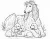 The Afghan Hound Project